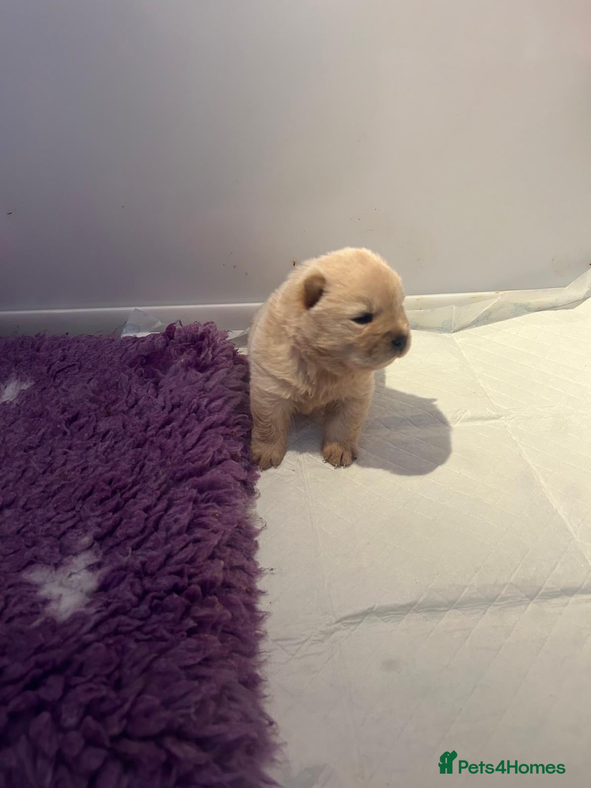 Chow Chow dogs Amazing cream chow chow puppy for sale  - Advert 1