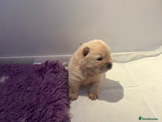 Chow Chow dogs Amazing cream chow chow puppy for sale - Advert 2