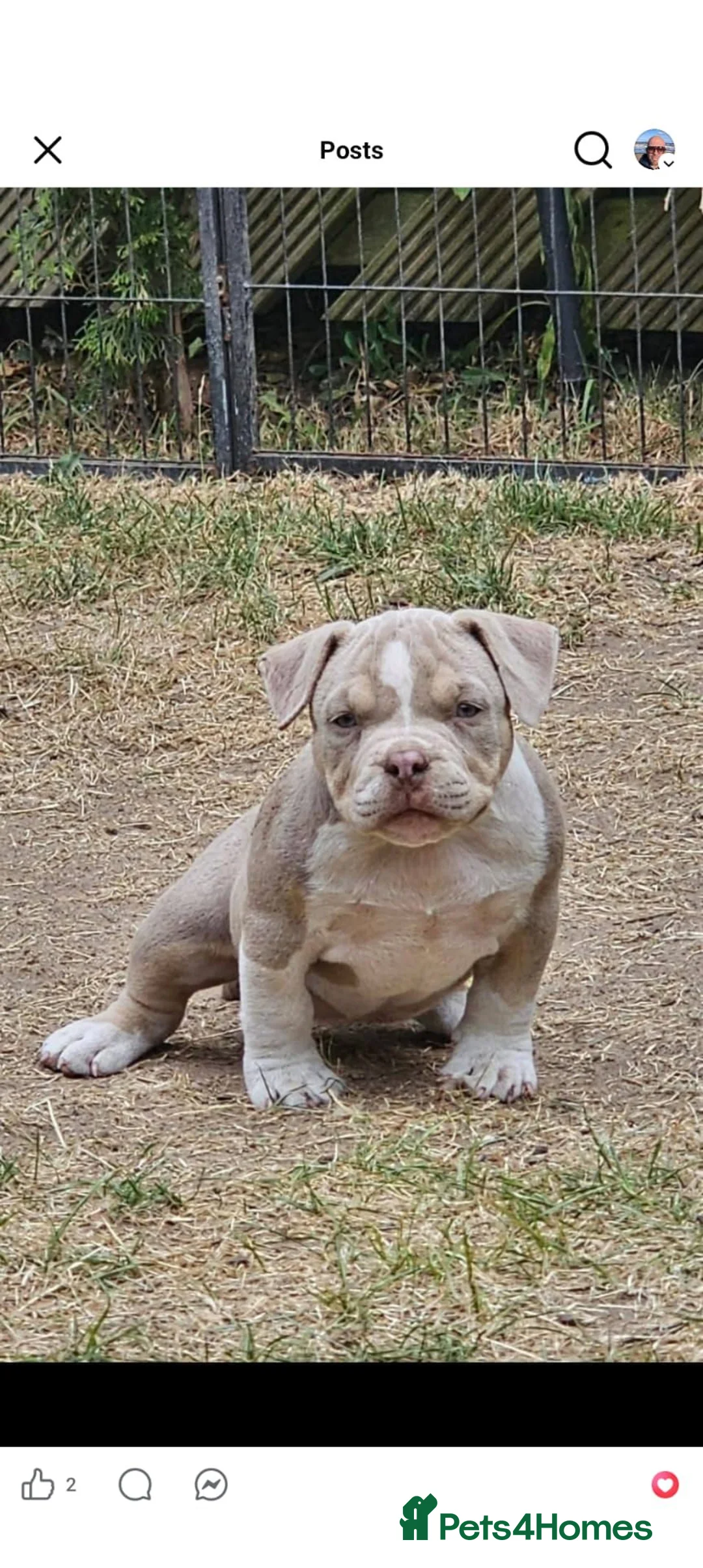 American Bully dogs for sale: Cowboyline pocket bullies (4 months old) - Advert 2