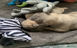 French Bulldog dogs for sale: Our little Aida - new loving family home  - Image 10