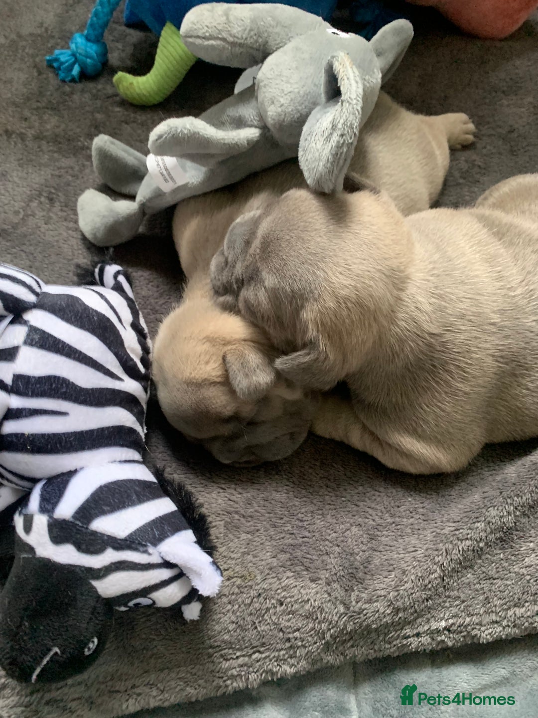 French Bulldog dogs for sale: Our little Aida - new loving family home  - Image 10