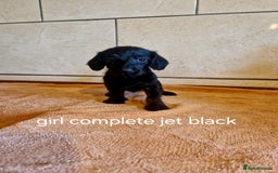 Doxiepoo dogs for sale: 9 beautiful doxiepoo puppies for sale  - Image 3