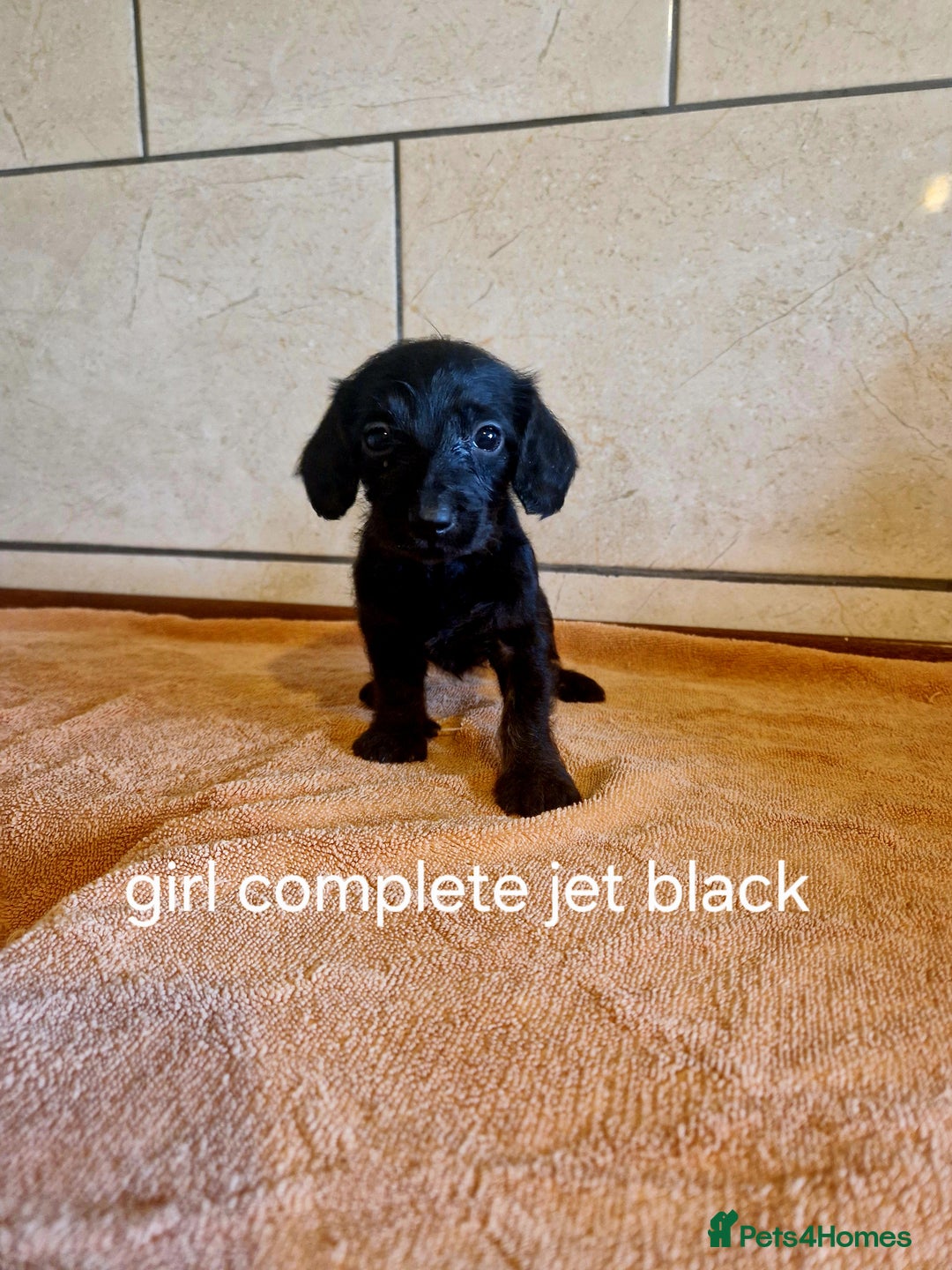 Doxiepoo dogs for sale: 9 beautiful doxiepoo puppies for sale  - Image 3
