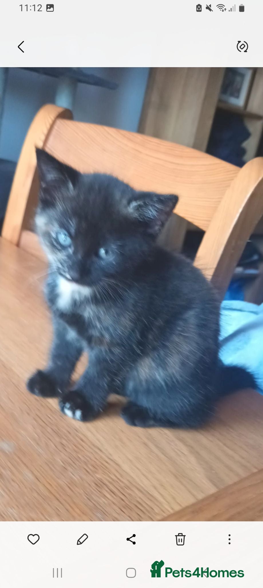 Mixed Breed cats kittens ready 25th Aug beautiful mixed colours - Advert 2