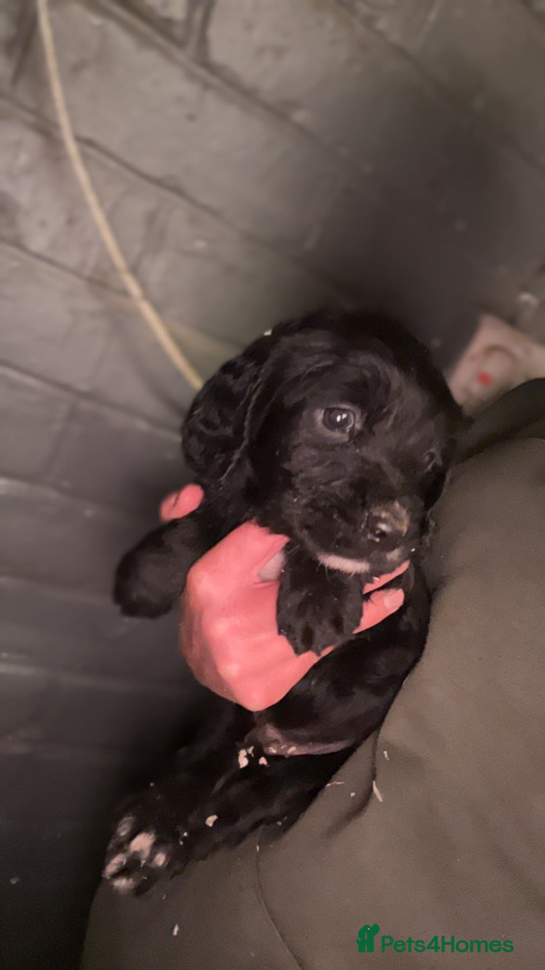 Cocker Spaniel dogs for sale: Cocker spaniel  - Image 8