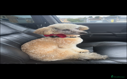 Miniature Poodle dogs for sale: Miniature poodle male - Image 1