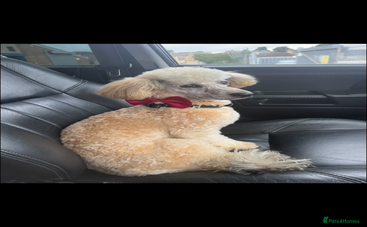 Miniature Poodle dogs - Advert 5