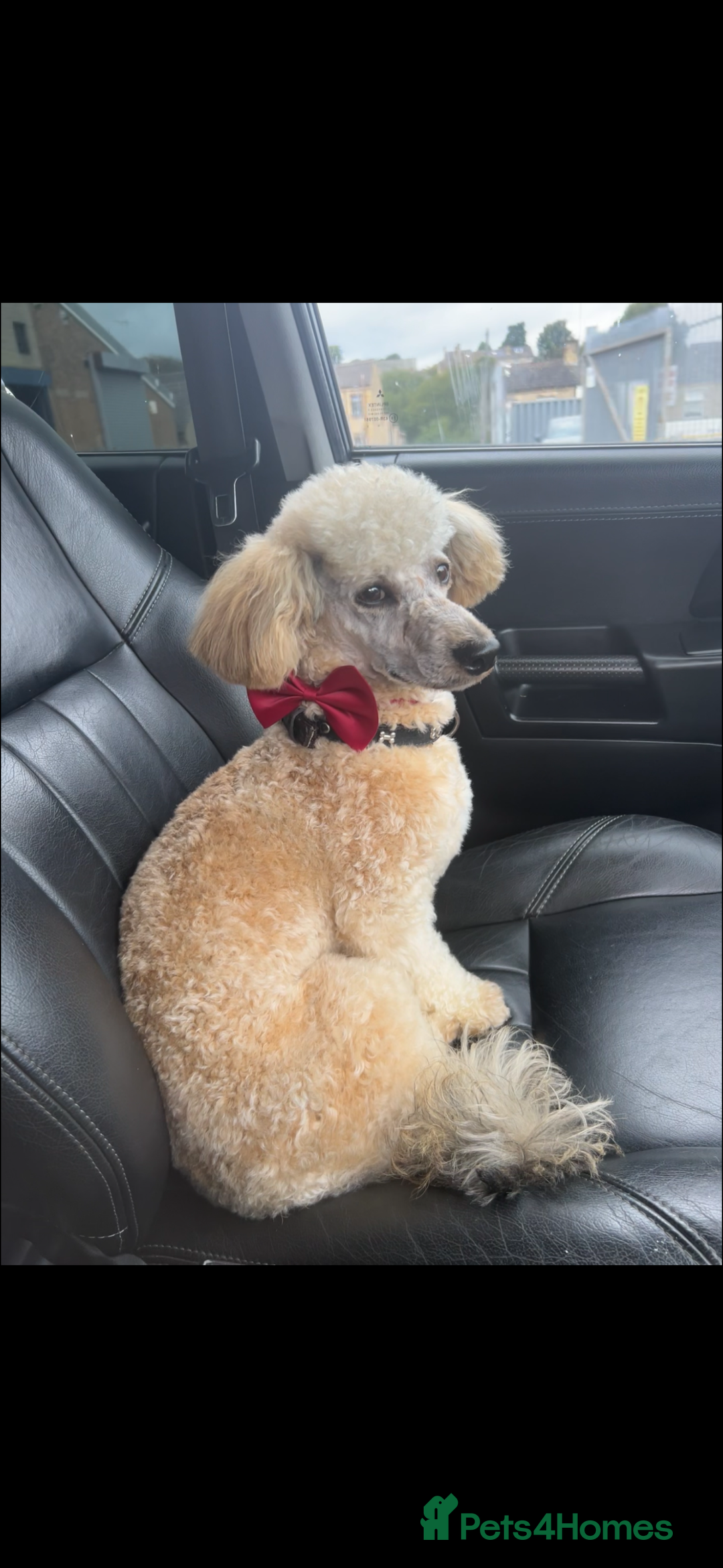 Miniature Poodle dogs for sale: Miniature poodle male - Image 1
