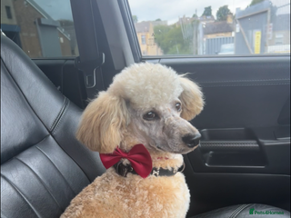 Miniature Poodle dogs - Advert 25