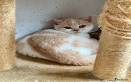 British Shorthair cats for sale: British shorthair kittens.  - Image 3