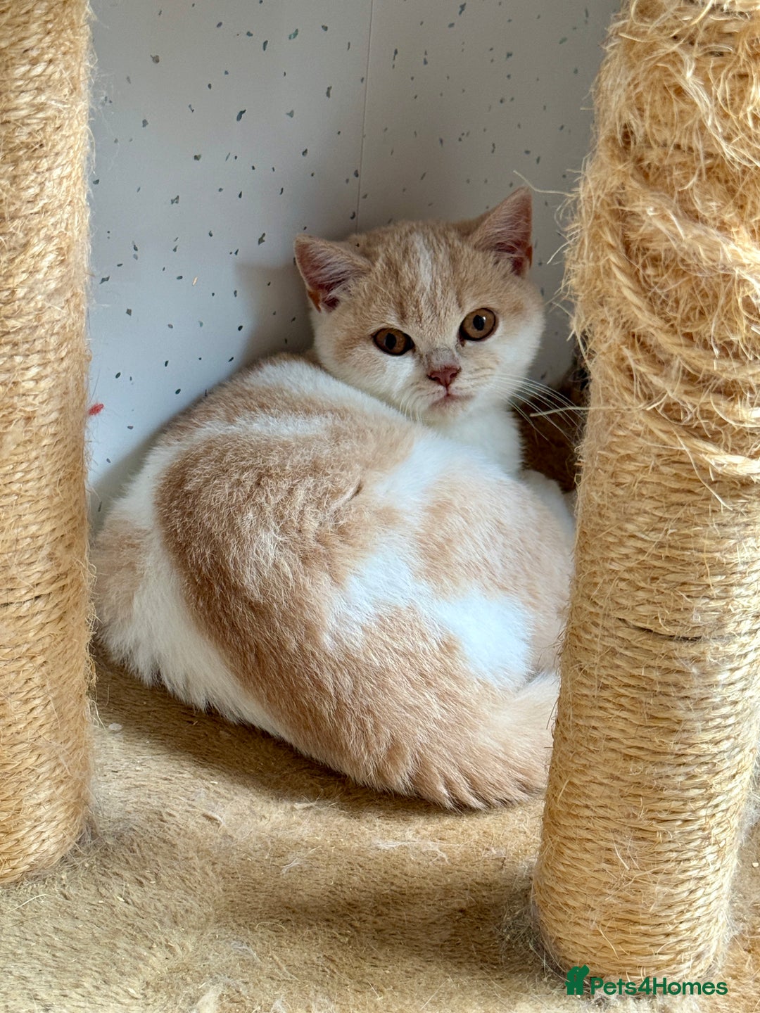 British Shorthair cats for sale: British shorthair kittens.  - Image 3