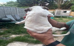 American Bull Staffy dogs for sale: 8 beautiful Amstaff puppies - Image 27