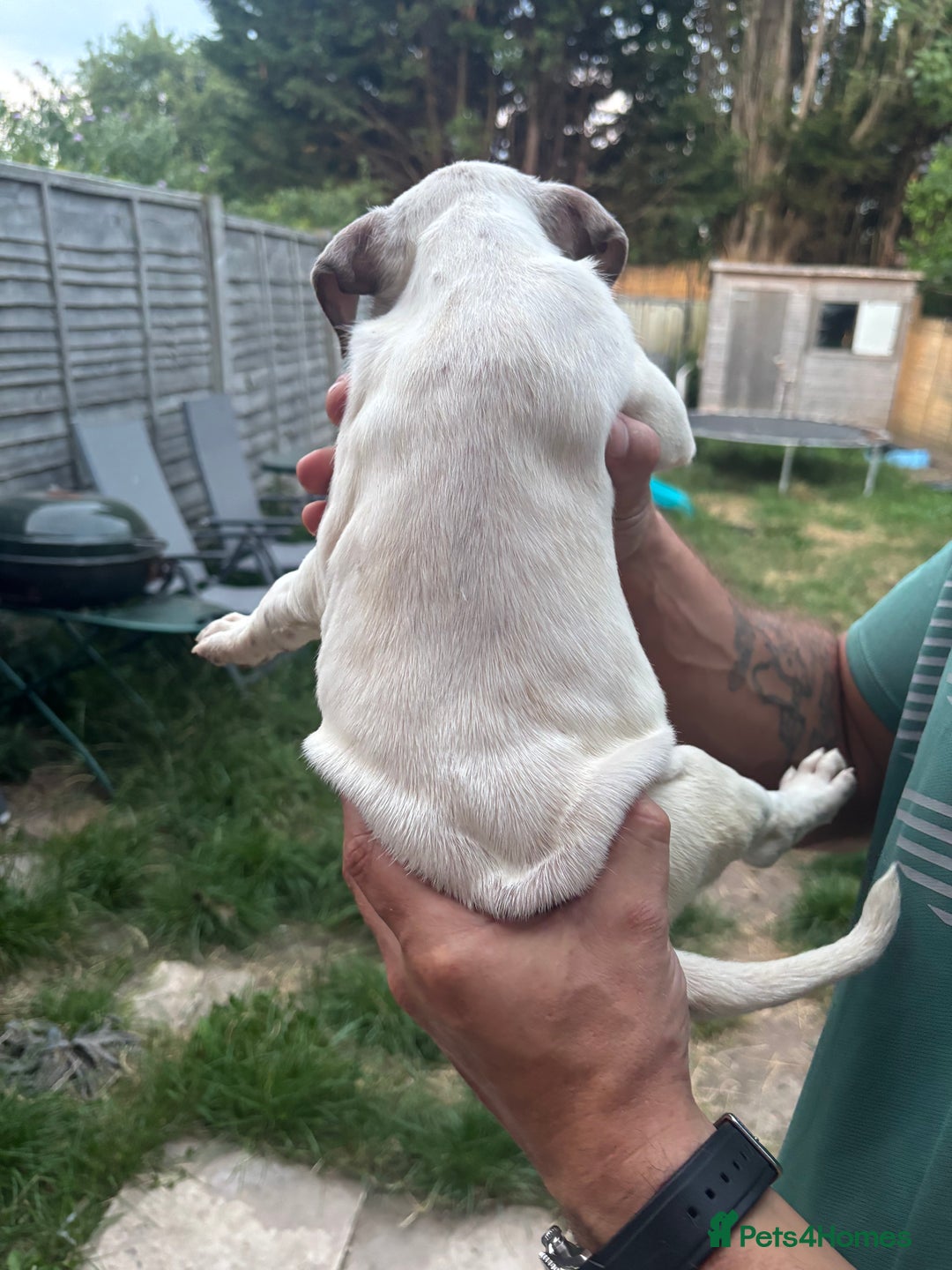 American Bull Staffy dogs for sale: 8 beautiful Amstaff puppies - Image 27