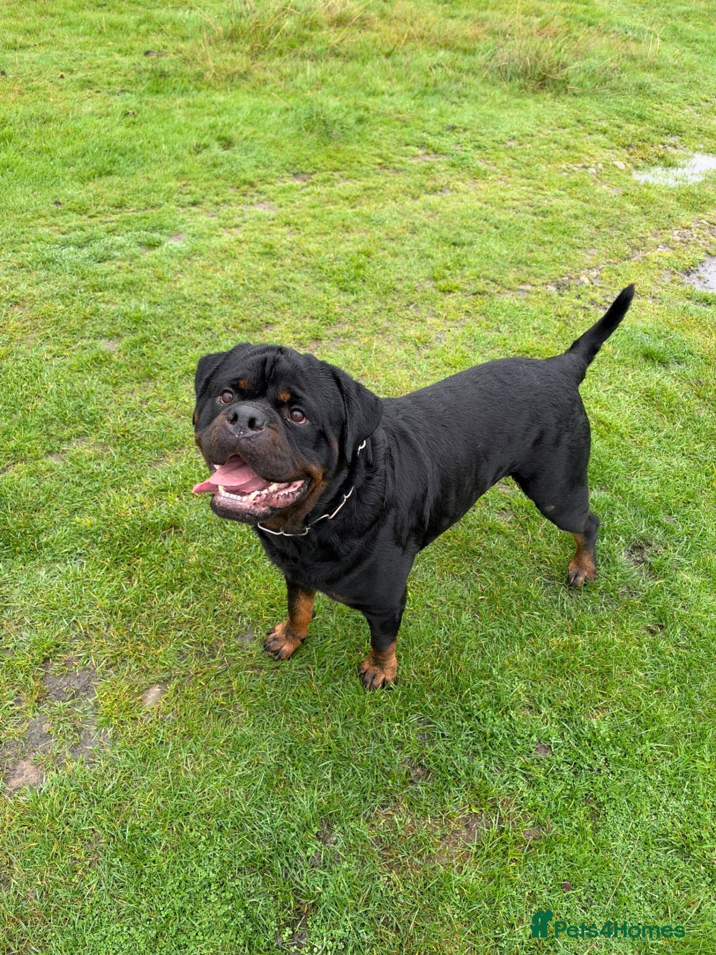 Rottweiler dogs for sale: Beautiful Male Rottweiler seeking a new home - Advert 1