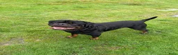 Rottweiler dogs for sale: Beautiful Male Rottweiler seeking a new home - Advert 1