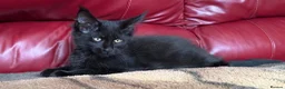 Maine Coon cats for sale: Gccf registered Maine coon kittens - Advert 4