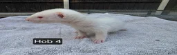 Ferret rodents for sale: New Kits Ready To Go  - Advert 19