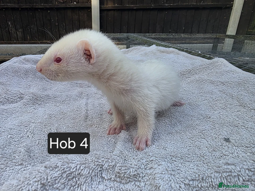 Ferret rodents for sale: New Kits Ready To Go  - Advert 19