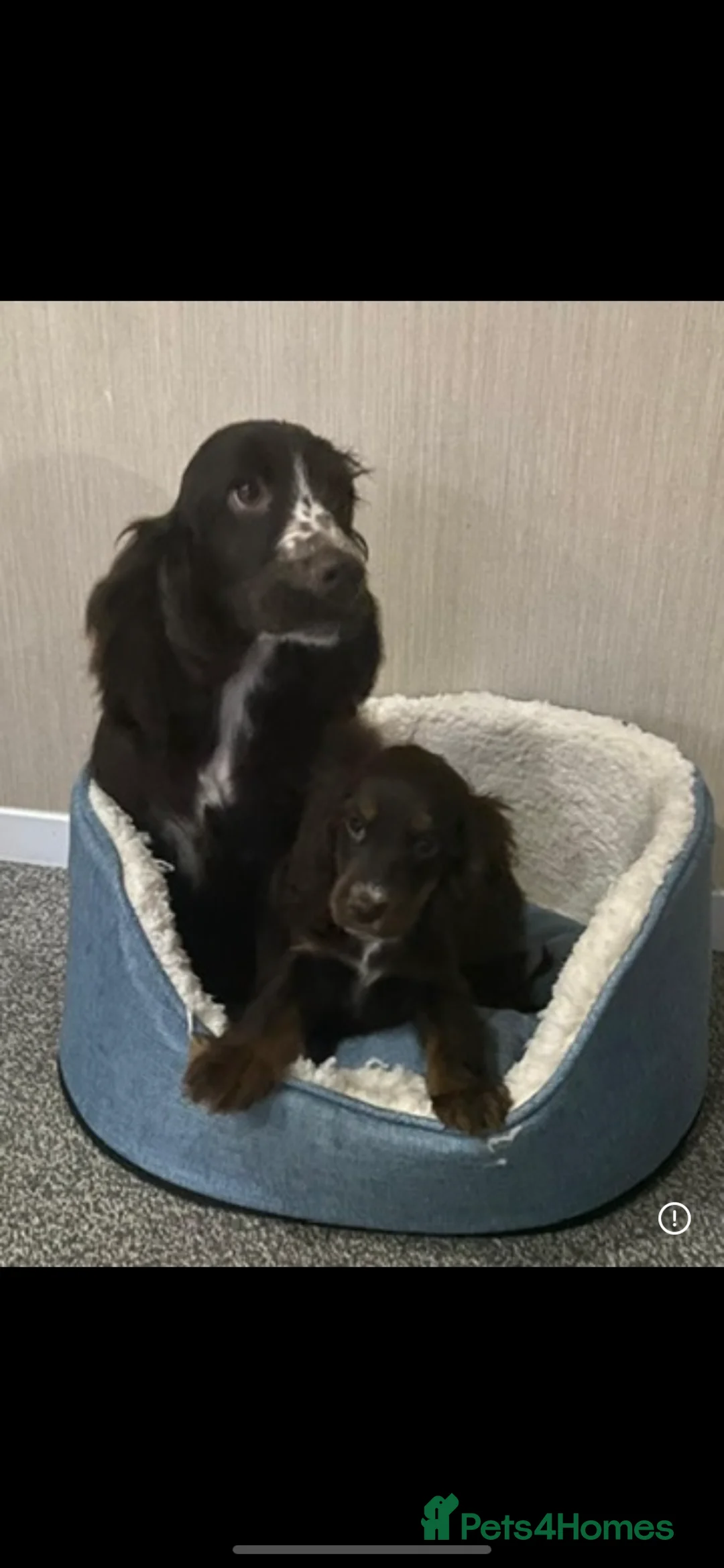 Cocker Spaniel dogs for sale: Kc Reg Show Type Cocker Spaniel Puppies Available  in Gillingham - Advert 2