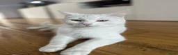 Turkish Angora cats for sale: 3 Stunning Turkish Angora Kittens - Advert 13