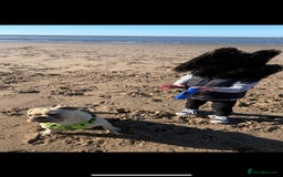 Frug dogs for sale: Male frug puppy - Advert 7