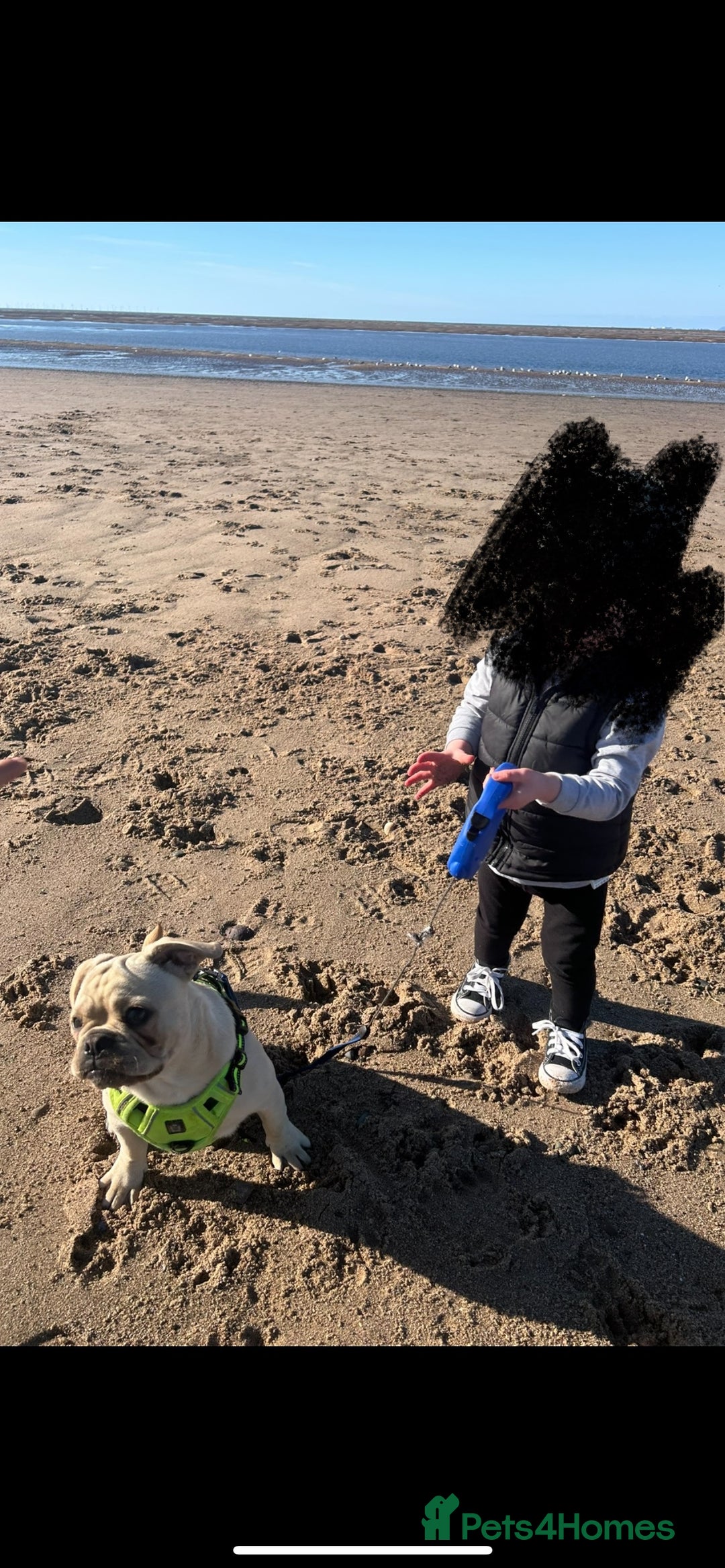 Frug dogs for sale: Male frug puppy - Advert 7