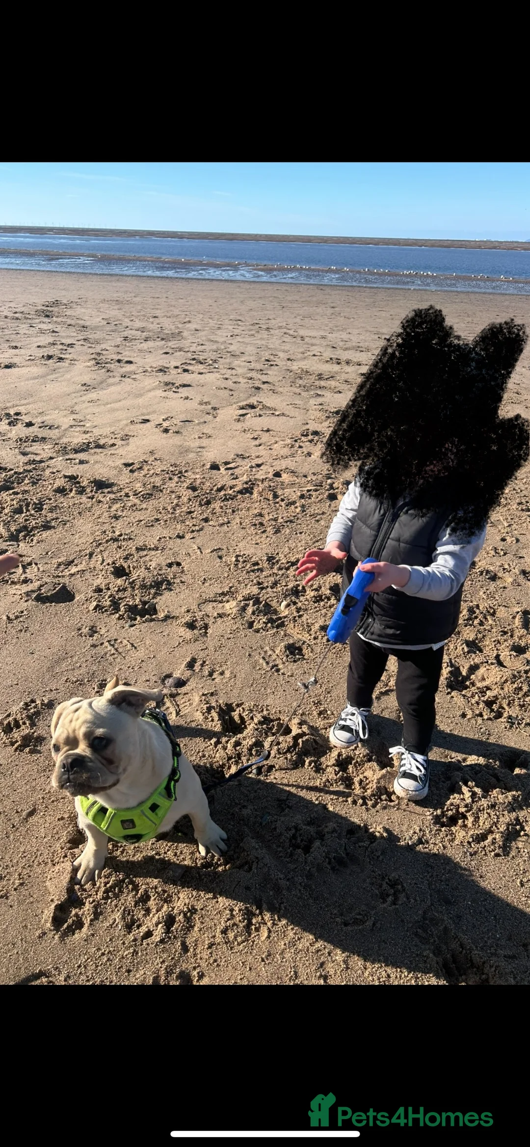 Frug dogs for sale: Male frug puppy - Advert 7