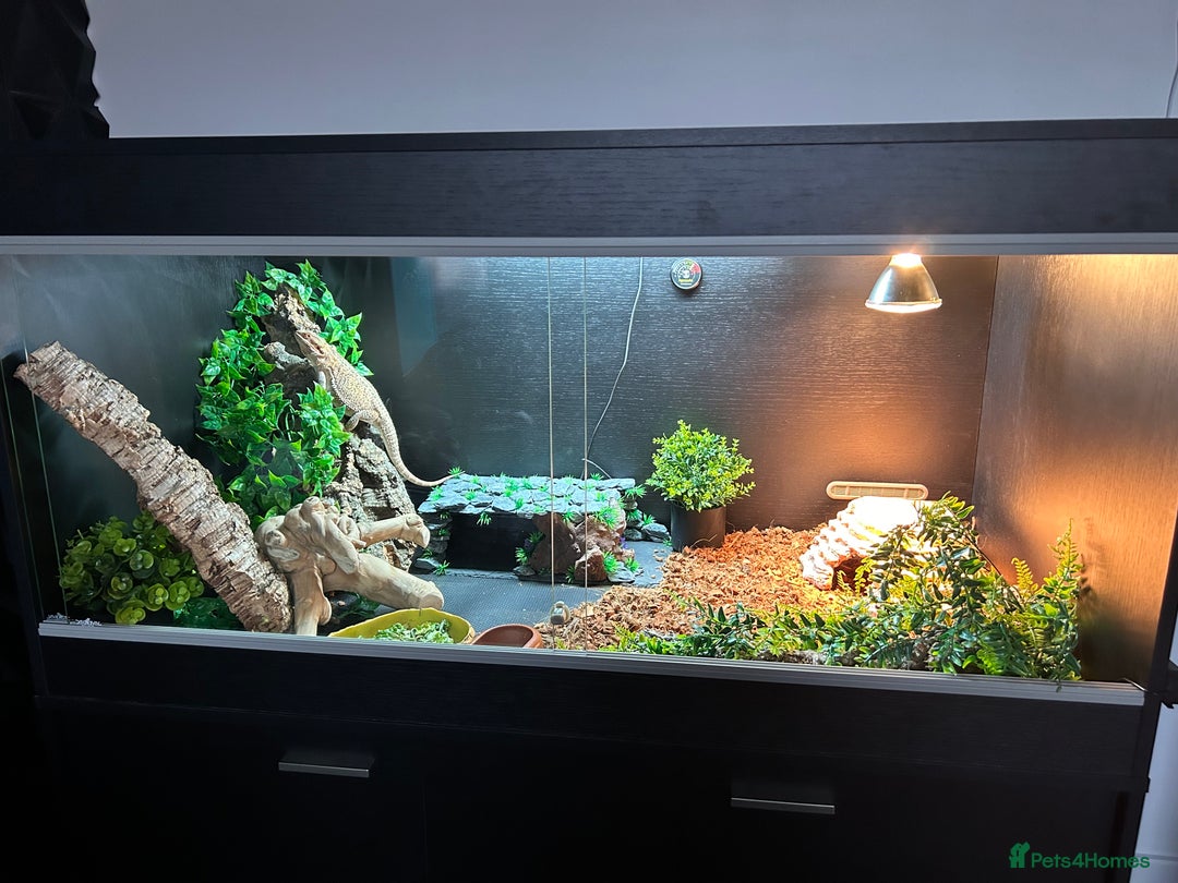 Bearded Dragon reptiles for sale: Bearded Dragon and full set up  - Image 12