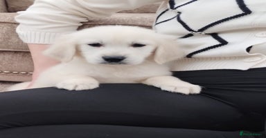 Golden Retriever dogs Kc, health tested, show type, golden retrievers. - Advert 5