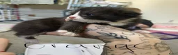 Domestic Shorthair cats for sale: 5 kittens looking for their forever homes  - Advert 8