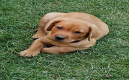 Labrador Retriever dogs for sale: Adorable 8 Puppies FOX RED Labrador, KC registered - Image 22