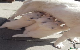 Akita dogs for sale: Akita Puppies for sale - Find Your Forever Friend - Image 3