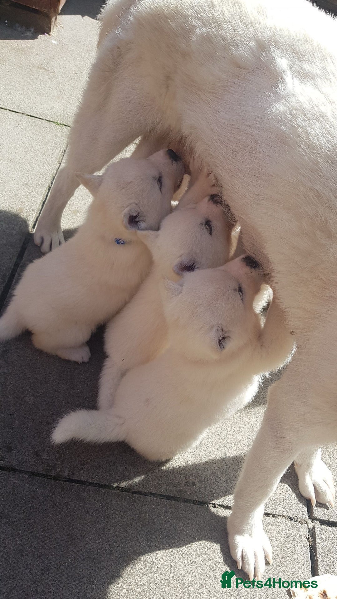 Akita dogs for sale: Akita Puppies for sale - Find Your Forever Friend - Image 3