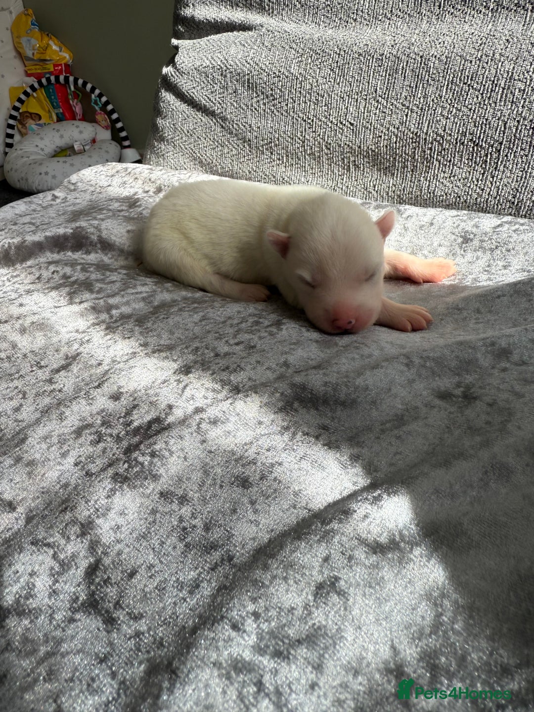 Siberian Husky dogs for sale: 2 stunning Siberian husky puppies for sale - Image 7
