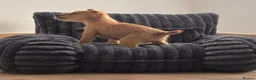 Mixed Breed dogs for sale: Stunning Lakeland x Patterdale pups - Advert 3