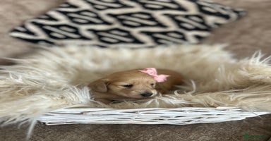 Miniature Dachshund dogs - Advert 11