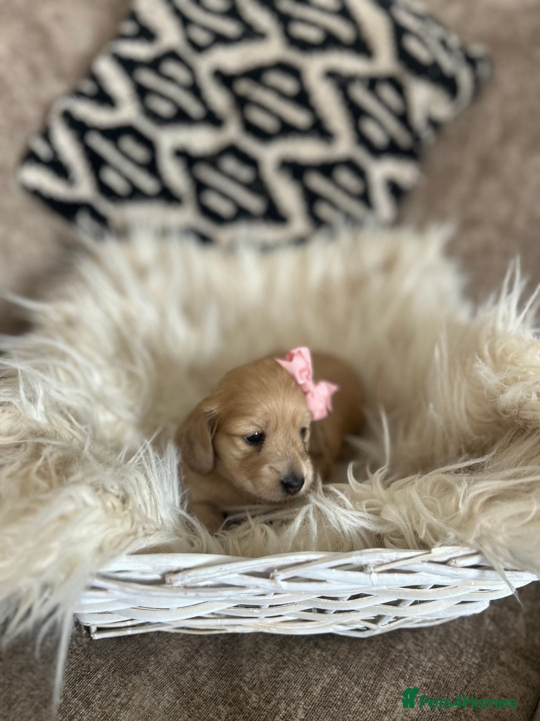 Miniature Dachshund dogs for sale: **RESERVED** cream miniature dachshund   - Image 2