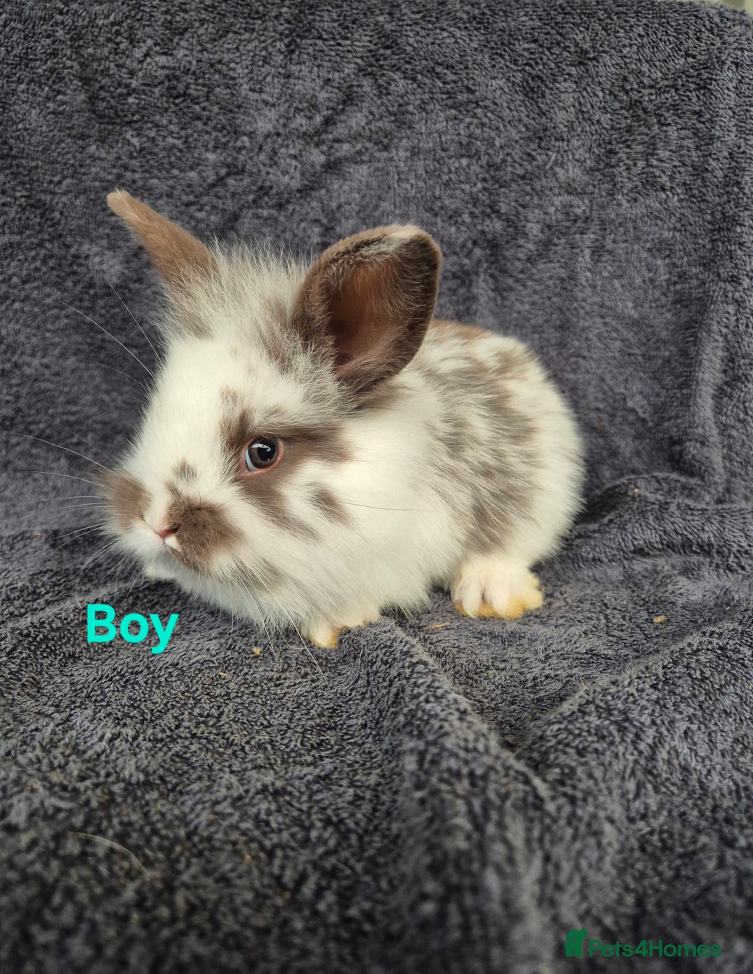 Mini Lion Lop rabbits for sale: Mini Lion Lop Buns looking for new homes - Image 6