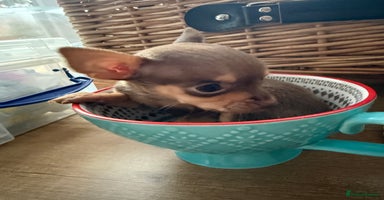 Chihuahua dogs Beautiful little Chi ready to reserve  - Advert 1