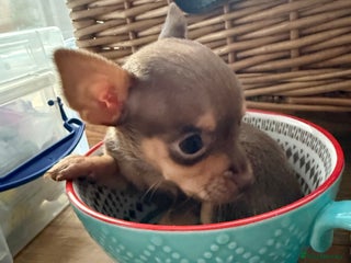 Chihuahua dogs Beautiful little Chi ready to reserve - Advert 3