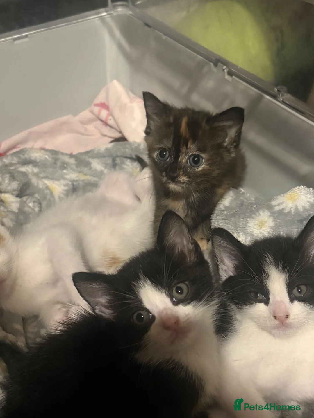 British Shorthair cats for sale: beautiful female black and white kitten x - Advert 4