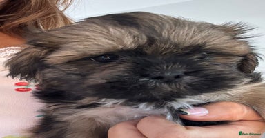 Shih Tzu dogs KC standard Shihtzu pups  - Advert 6