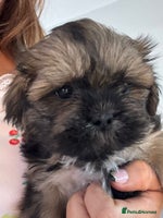 Shih Tzu dogs KC standard Shihtzu pups - Advert 9