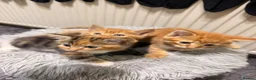 Mixed Breed cats for sale: 3 GORGEOUS KITTENS - Advert 4
