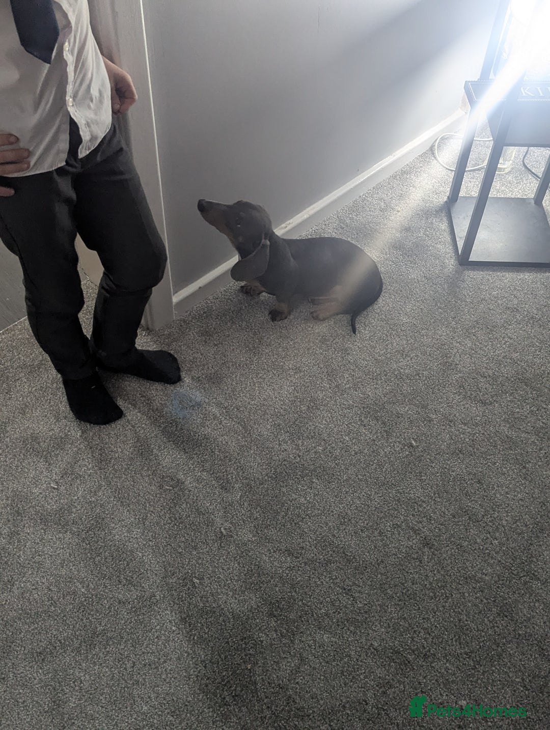 Dachshund dogs for sale: Beautiful boy - Advert 2