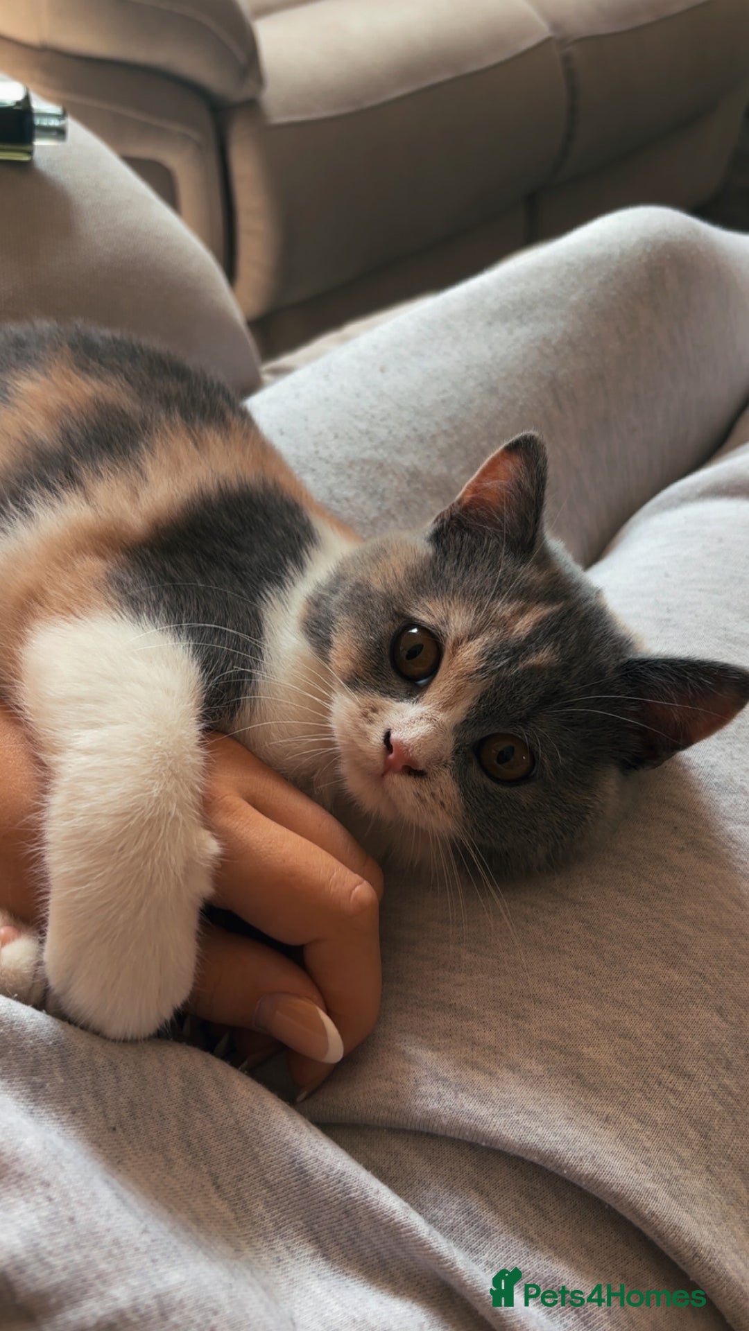 British Shorthair cats for sale: British short hair - Image 4