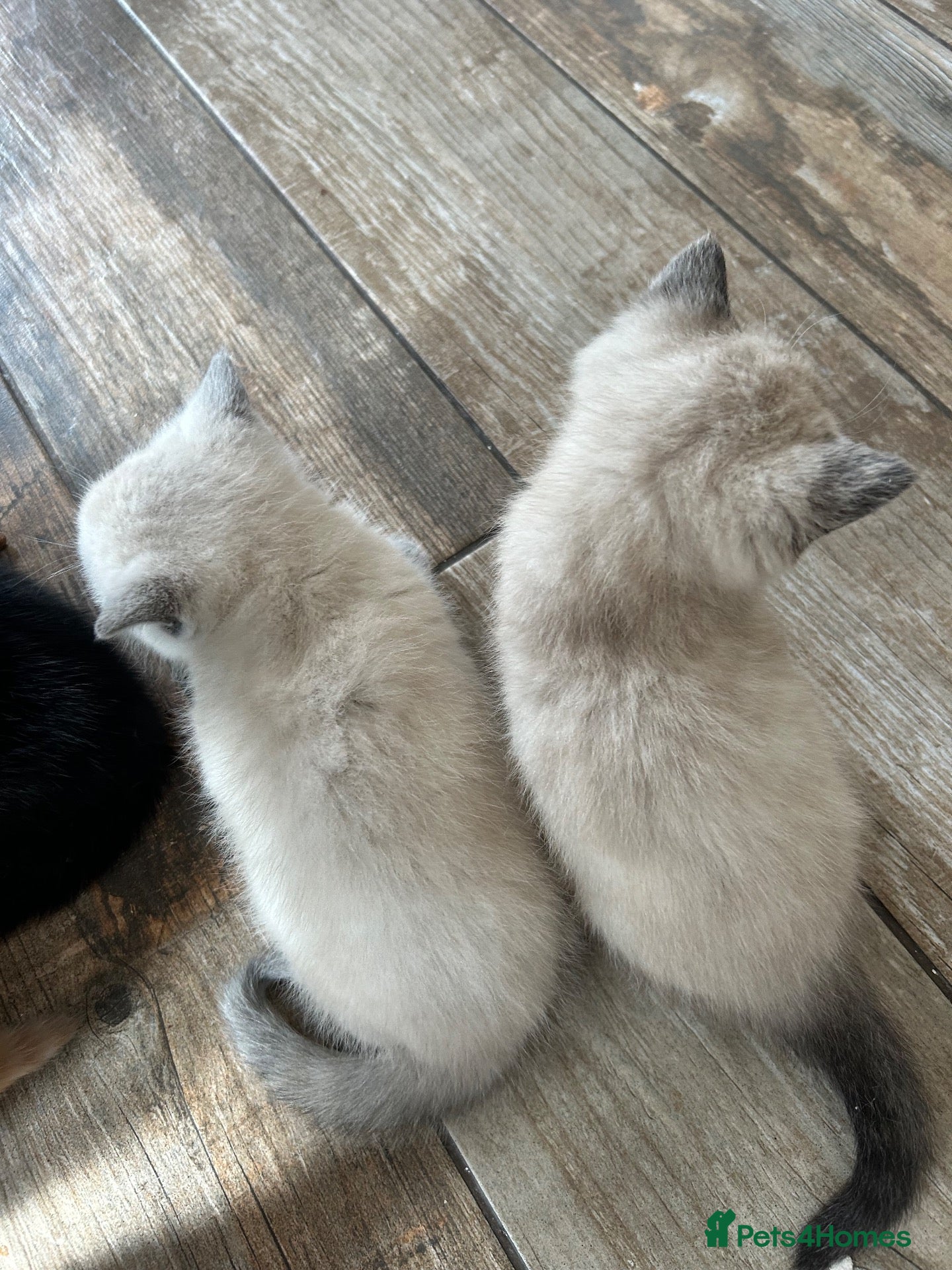 Mixed Breed cats 2 gorgeous kittens ready from 7th October - Advert 1