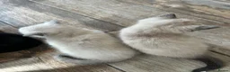 Mixed Breed cats for sale: 2 gorgeous kittens ready from 7th October in Ilminster - Advert 1