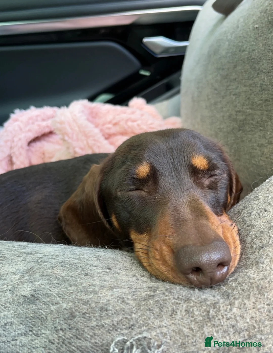 Miniature Dachshund dogs for sale: 3 of the most gorgeous Miniature Dachshunds in Bristol - Advert 17
