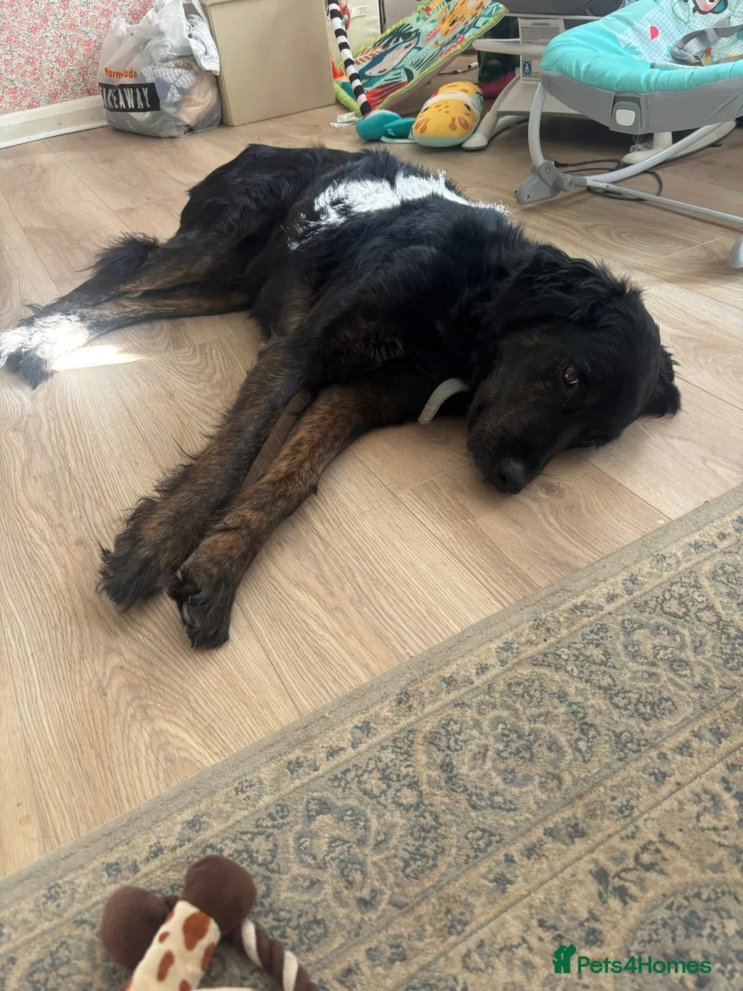 Mixed Breed dogs for sale: Large mixed breed for rehoming  in Gloucester - Advert 7